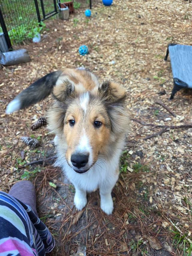 Shetland Sheepdog Puppies media 13