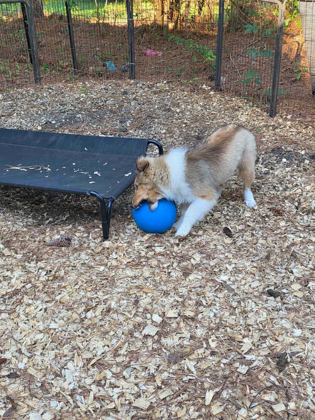Shetland Sheepdog Puppies media 14
