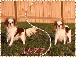 Cavalier King Charles Spaniel Puppies thumbnail 1