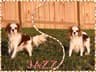 Cavalier King Charles Spaniel Puppies