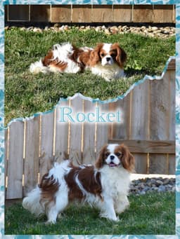 Cavalier King Charles Spaniel Puppies thumbnail 2
