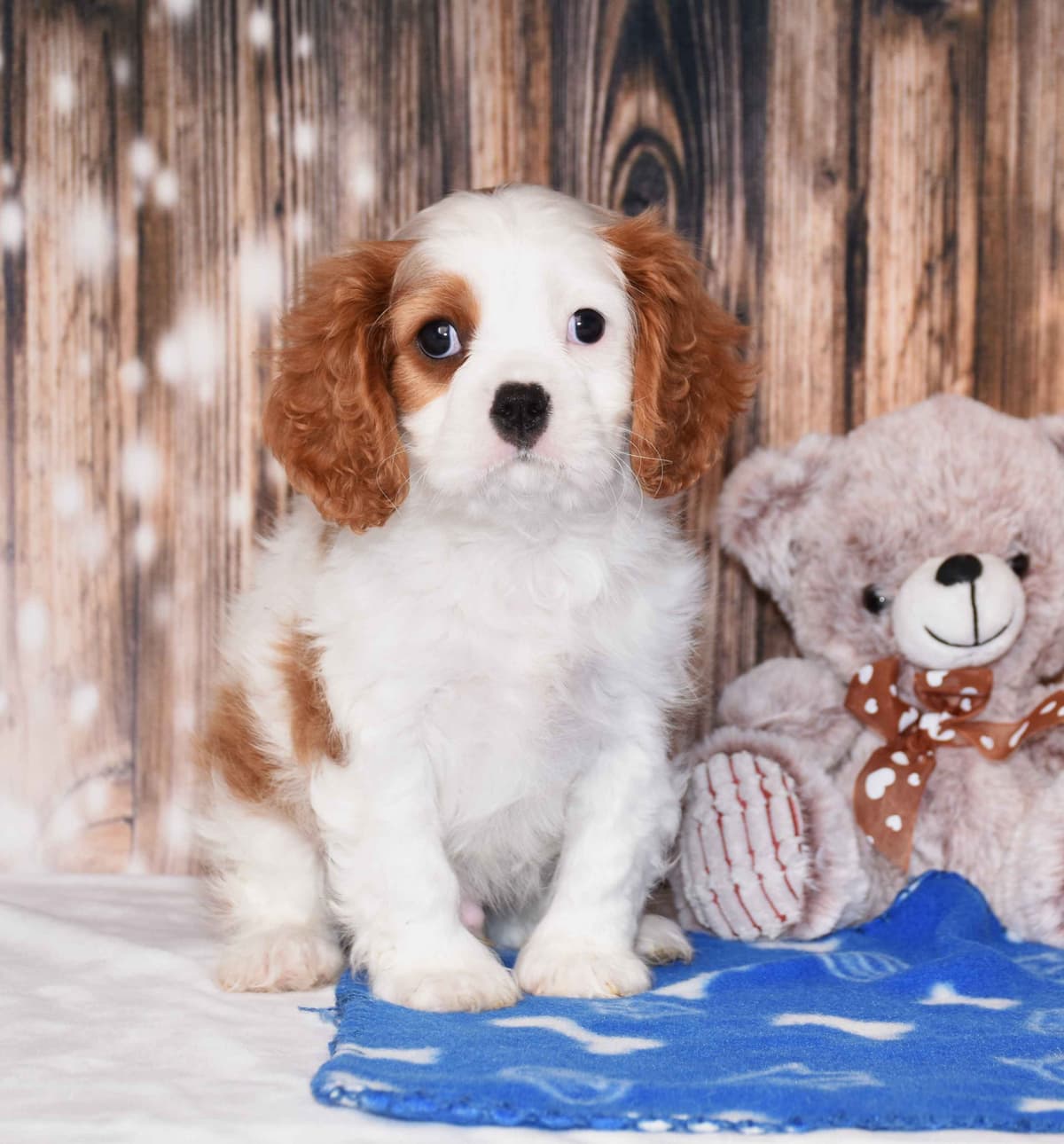 Cavalier King Charles Spaniel Puppies photo 3