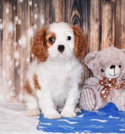 Cavalier King Charles Spaniel Puppies thumbnail 3