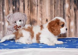Cavalier King Charles Spaniel Puppies thumbnail 4