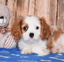 Cavalier King Charles Spaniel Puppies thumbnail 5