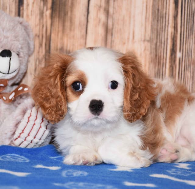 Cavalier King Charles Spaniel Puppies media 5