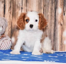 Cavalier King Charles Spaniel Puppies thumbnail 6