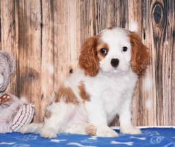 Cavalier King Charles Spaniel Puppies thumbnail 7