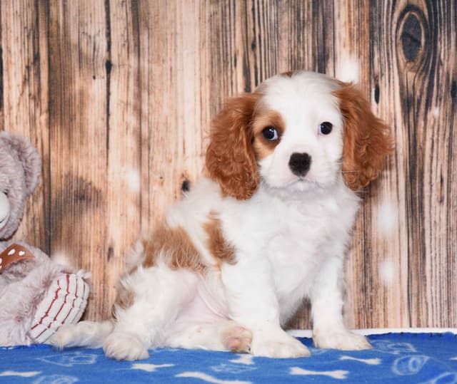 Cavalier King Charles Spaniel Puppies media 7