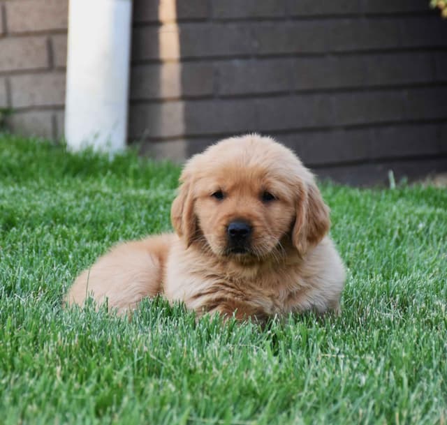 Golden Retriever Puppies media 3