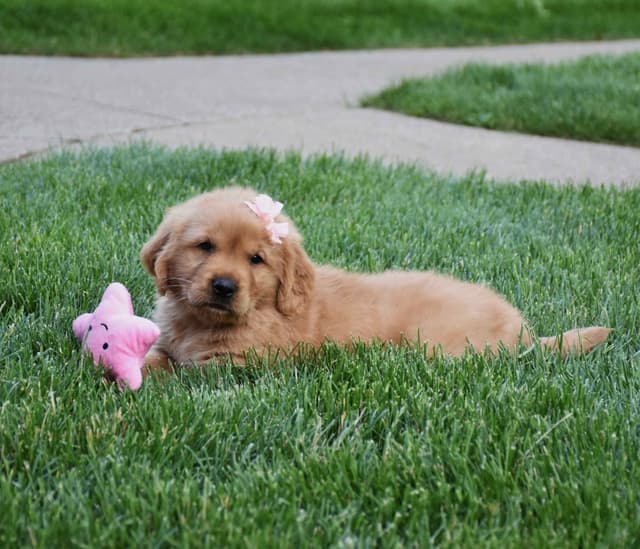 Golden Retriever Puppies media 2