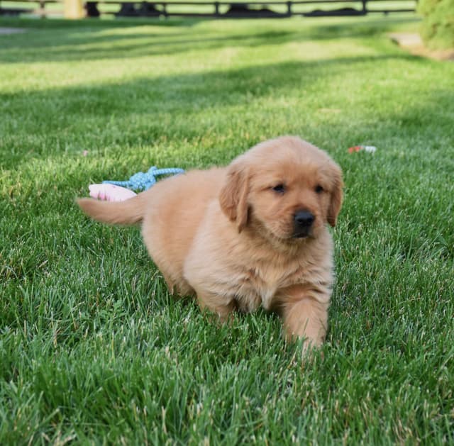 Golden Retriever Puppies media 4