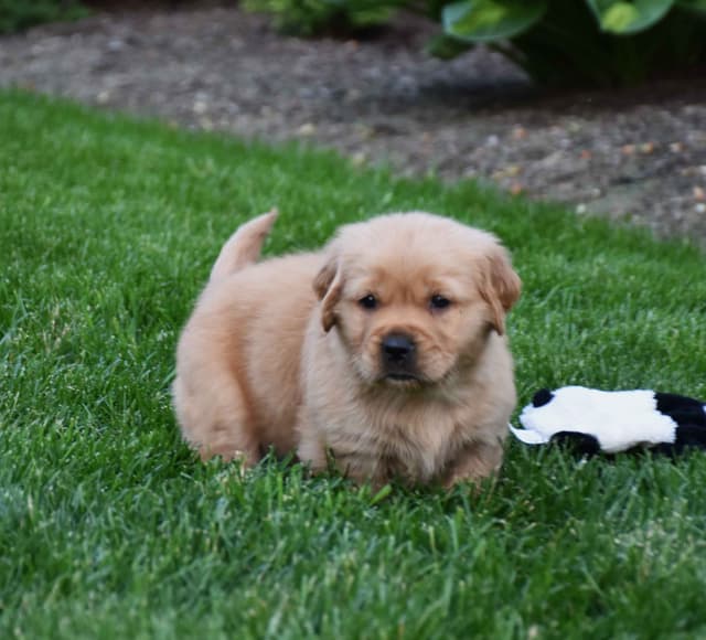 Golden Retriever Puppies media 5