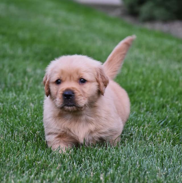 Golden Retriever Puppies media 6