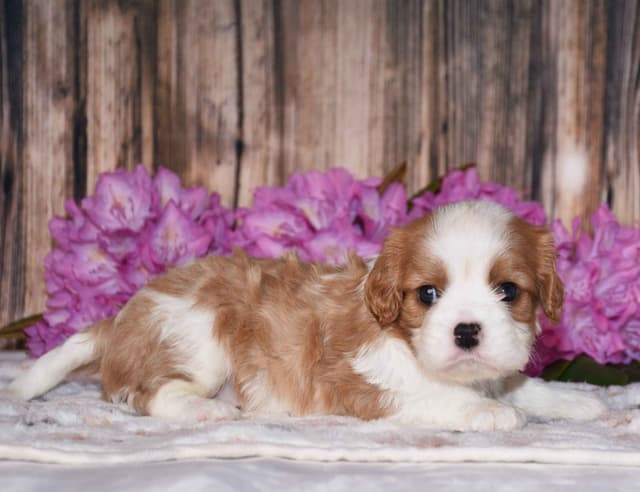 Cavalier King Charles Spaniel Puppies media 3