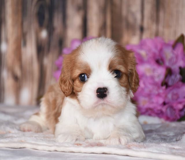Cavalier King Charles Spaniel Puppies media 5