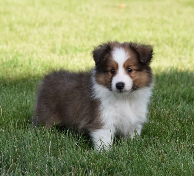 Shetland Sheepdog Puppies media 2