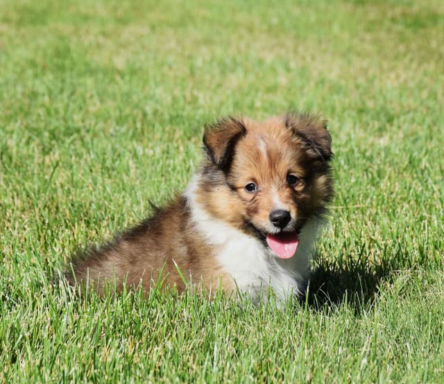 Shetland Sheepdog Puppies media 3