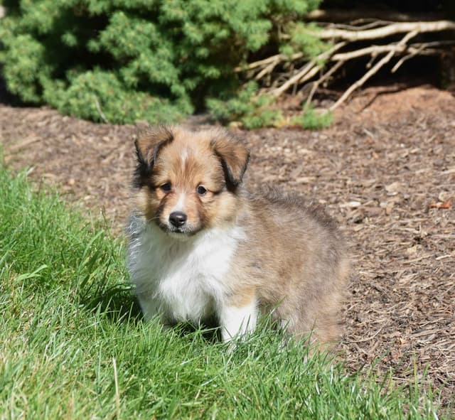 Shetland Sheepdog Puppies media 4
