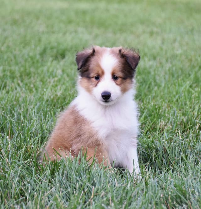 Shetland Sheepdog Puppies media 5