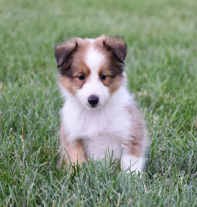Shetland Sheepdog Puppies media 6