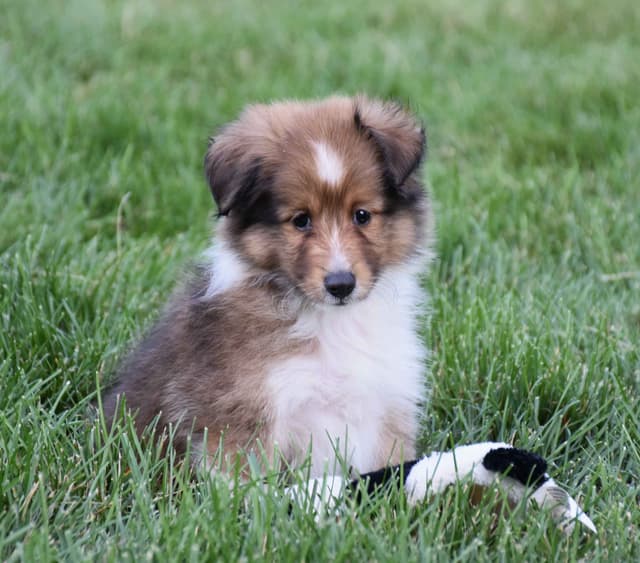 Shetland Sheepdog Puppies media 7