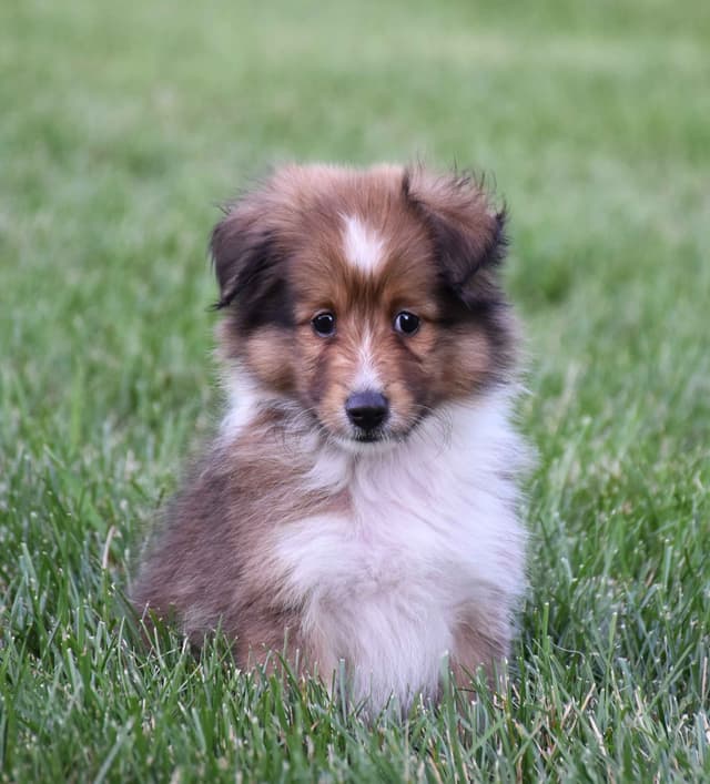 Shetland Sheepdog Puppies media 8