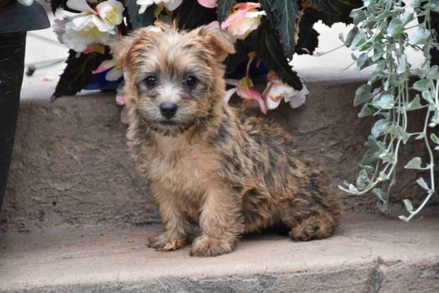 Cairn Terrier Puppies media 3