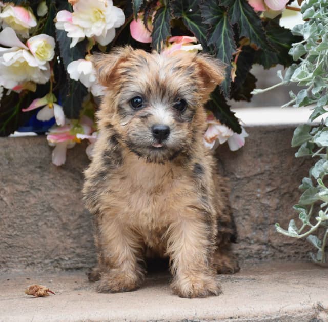Cairn Terrier Puppies media 4