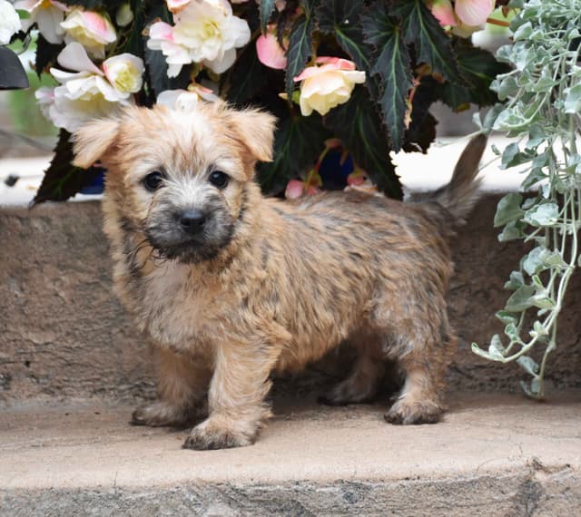 Cairn Terrier Puppies media 2
