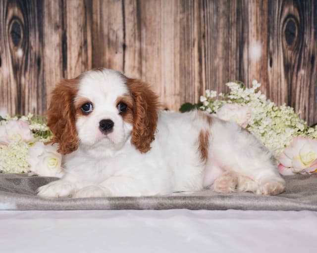 Cavalier King Charles Spaniel Puppies media 3