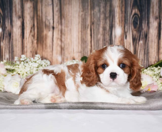Cavalier King Charles Spaniel Puppies media 4