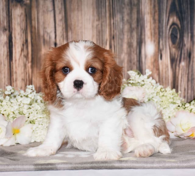 Cavalier King Charles Spaniel Puppies media 5