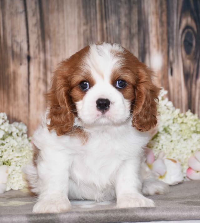 Cavalier King Charles Spaniel Puppies media 6