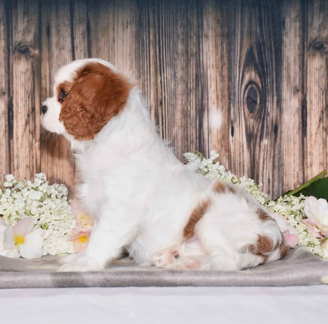 Cavalier King Charles Spaniel Puppies media 2