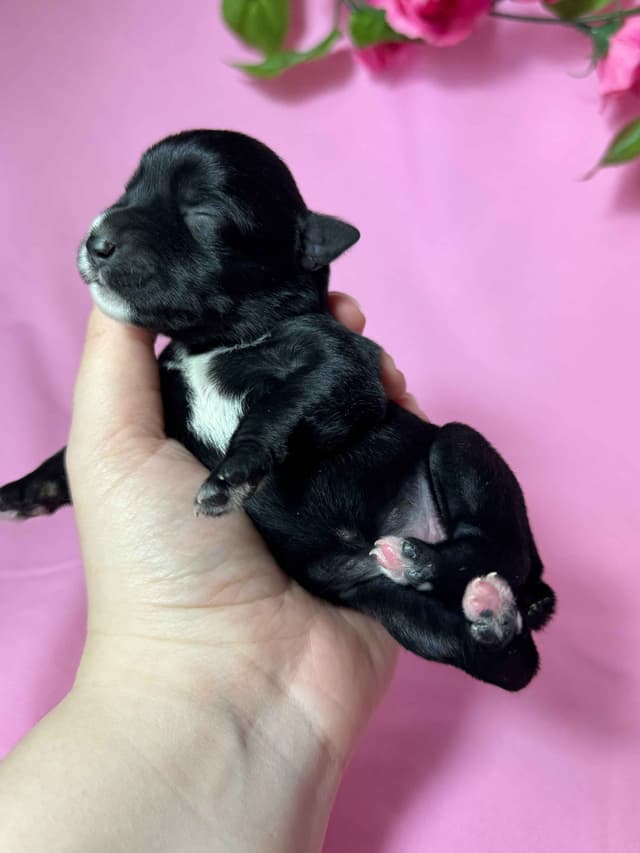 Miniature Schnauzer Puppies media 2