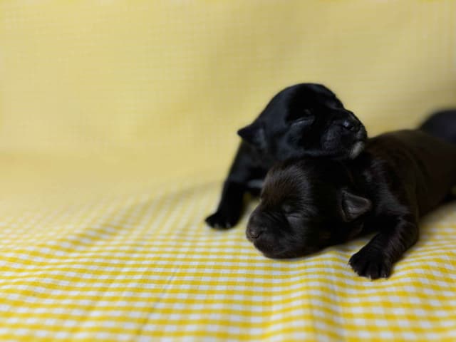 Miniature Schnauzer Puppies media 5