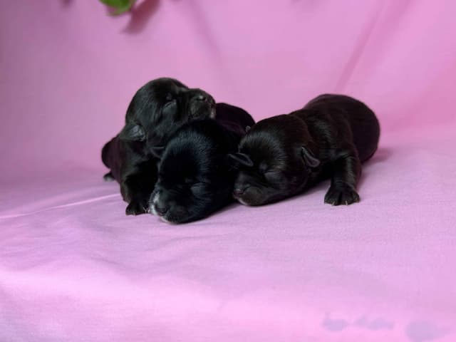 Miniature Schnauzer Puppies media 3