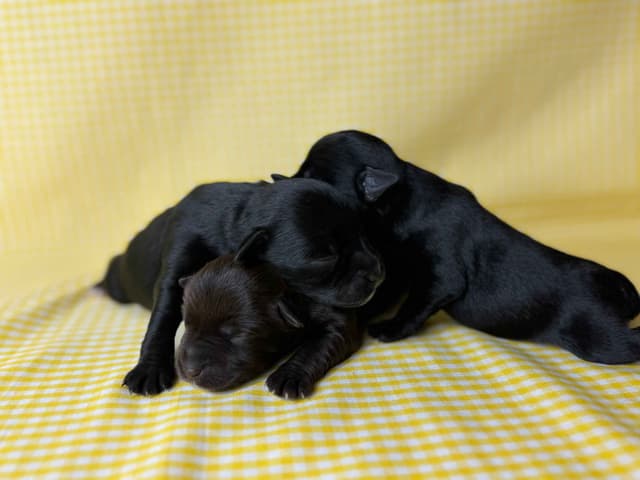 Miniature Schnauzer Puppies media 6