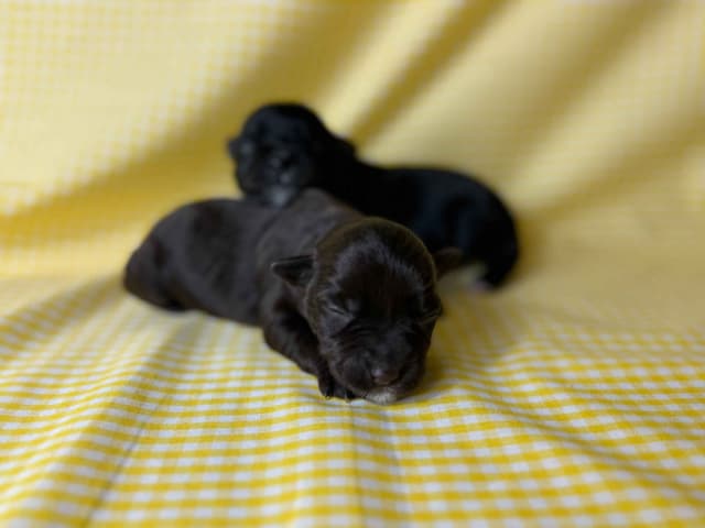 Miniature Schnauzer Puppies media 4