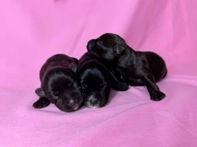 Miniature Schnauzer Puppies media 7
