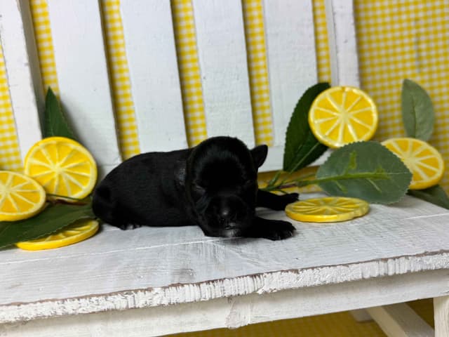 Miniature Schnauzer Puppies media 8