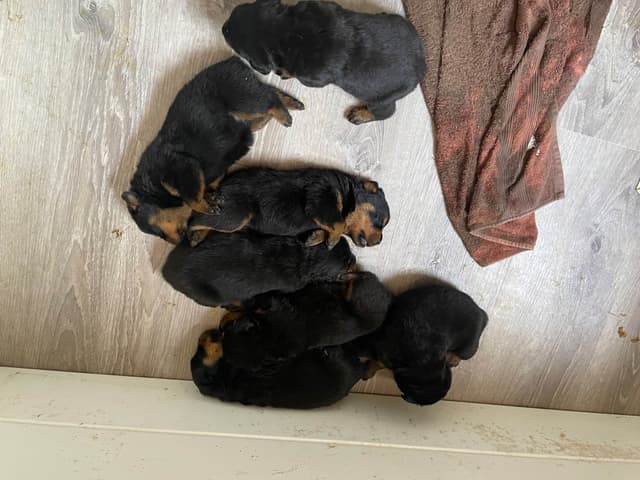 Rottweiler Puppies media 2