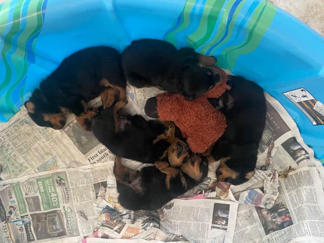 Rottweiler Puppies media 3