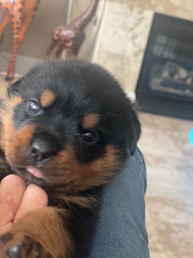 Rottweiler Puppies media 4
