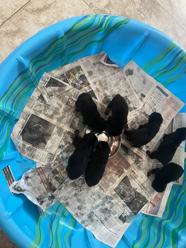 Rottweiler Puppies media 5