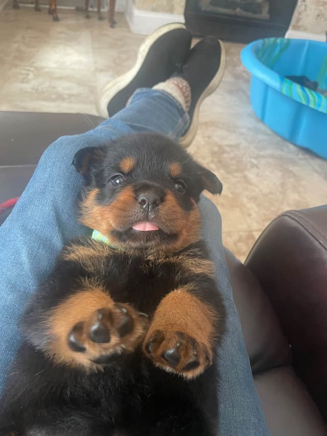 Rottweiler Puppies media 6