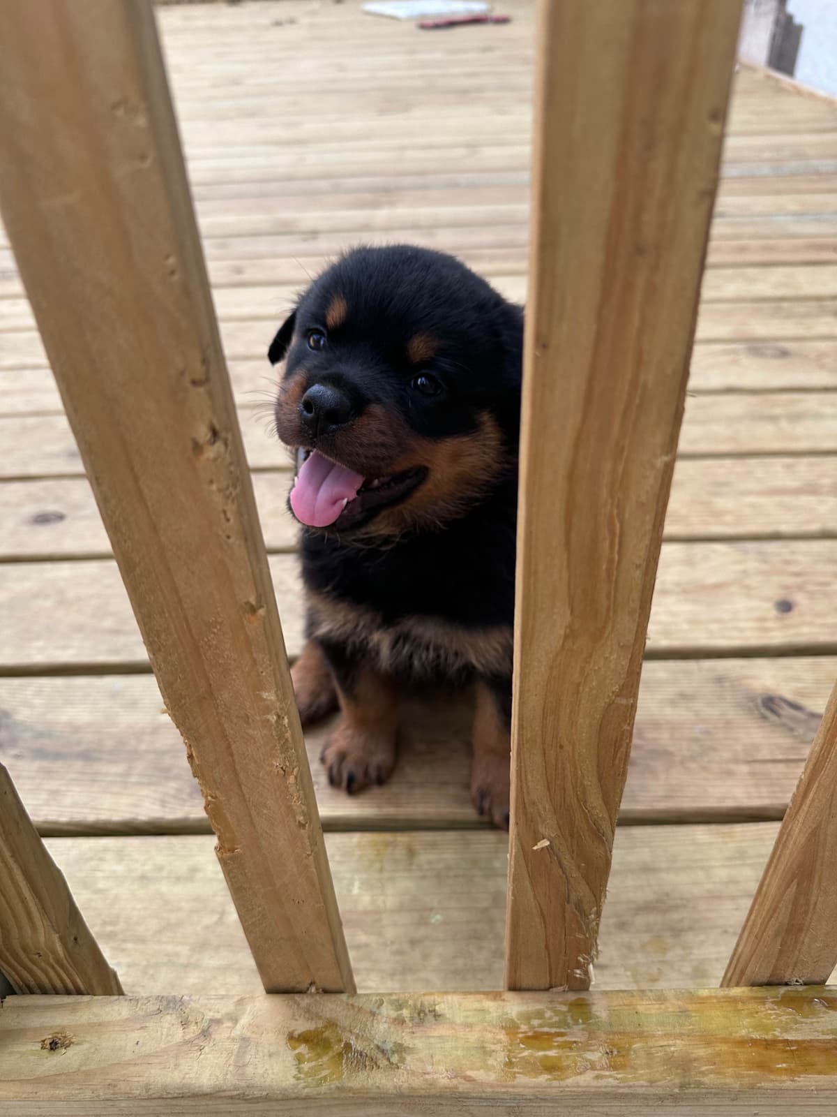 Rottweiler Puppies breeder image 1