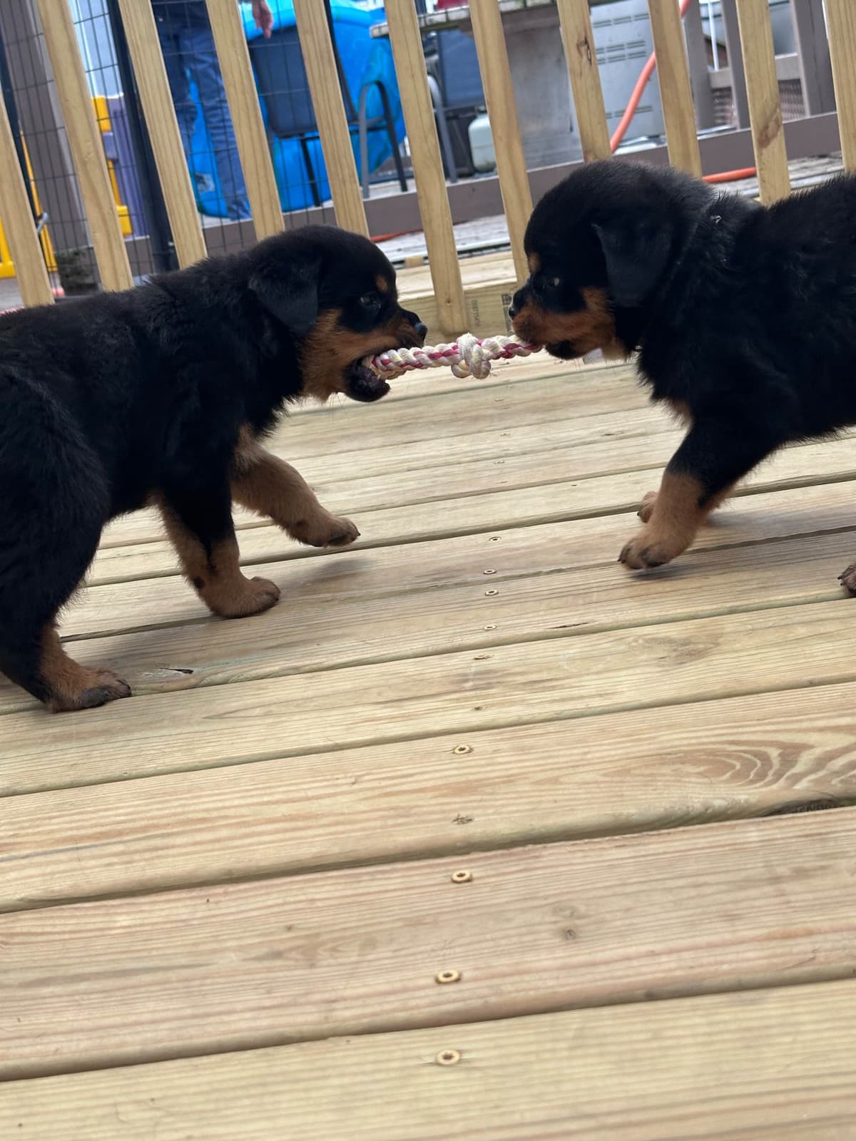 Rottweiler Puppies breeder image 3