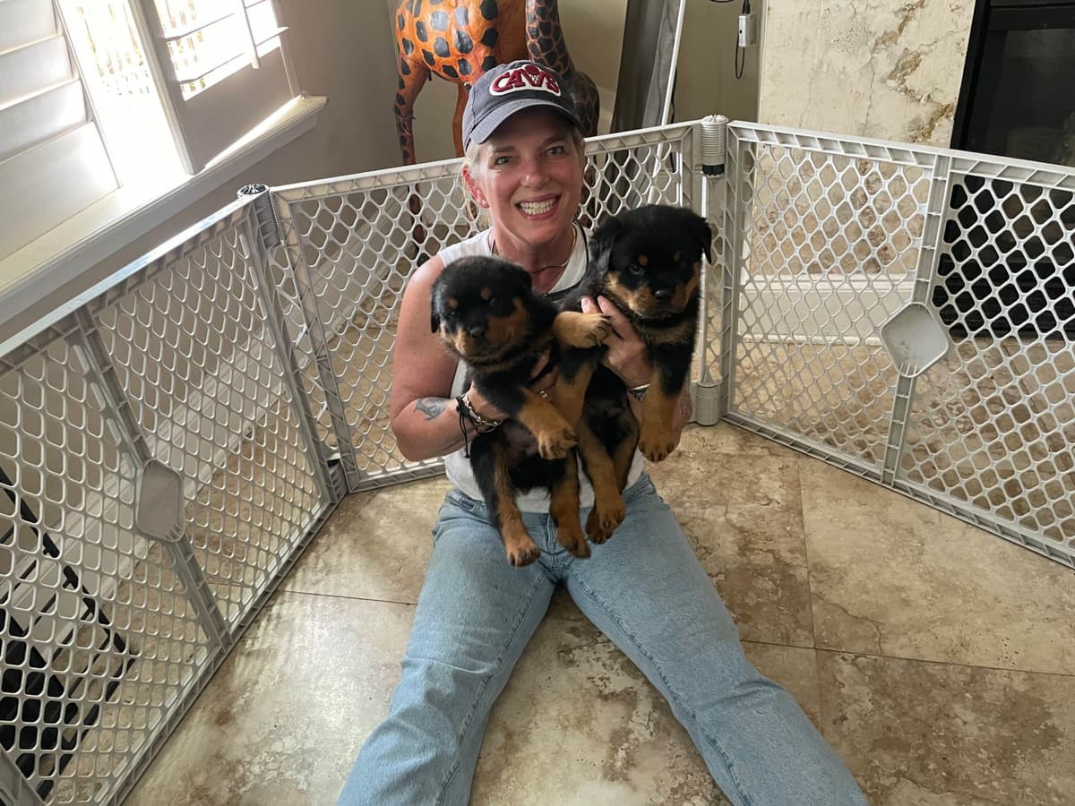 Rottweiler Puppies breeder image 4